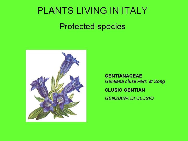 PLANTS LIVING IN ITALY Protected species GENTIANACEAE Gentiana cìusii Perr. et Song CLUSIO GENTIAN