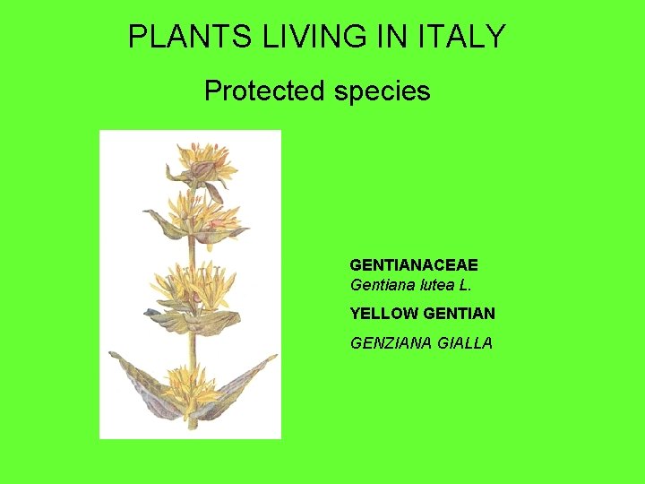 PLANTS LIVING IN ITALY Protected species GENTIANACEAE Gentiana lutea L. YELLOW GENTIAN GENZIANA GIALLA