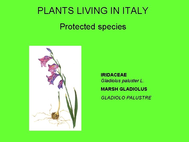 PLANTS LIVING IN ITALY Protected species IRIDACEAE Gladiolus paluster L. MARSH GLADIOLUS GLADIOLO PALUSTRE