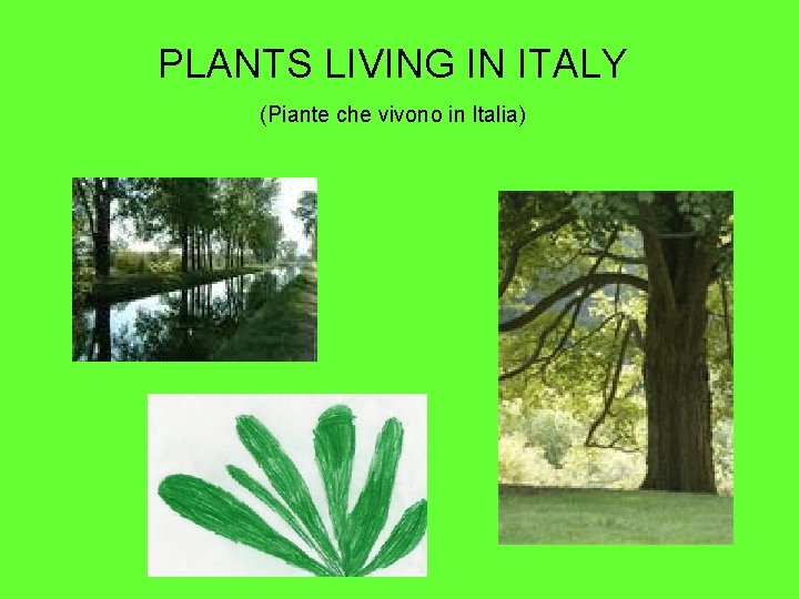 PLANTS LIVING IN ITALY (Piante che vivono in Italia) 