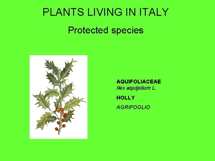 PLANTS LIVING IN ITALY Protected species AQUIFOLIACEAE Ilex aquijolium L. HOLLY AGRIFOGLIO 