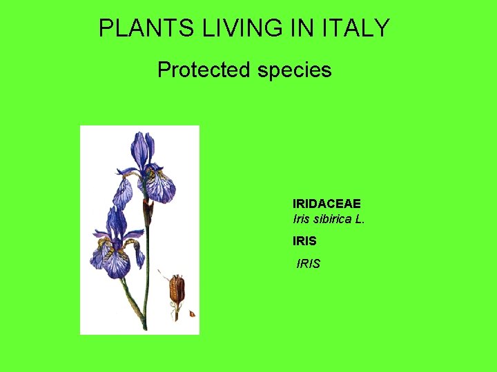 PLANTS LIVING IN ITALY Protected species IRIDACEAE Iris sibirica L. IRIS 