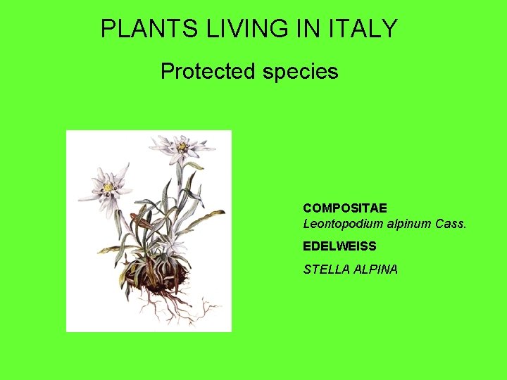 PLANTS LIVING IN ITALY Protected species COMPOSITAE Leontopodium alpinum Cass. EDELWEISS STELLA ALPINA 