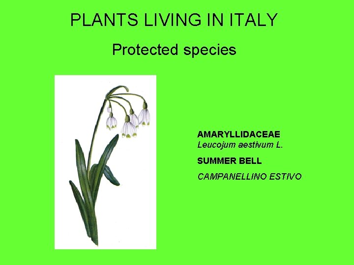 PLANTS LIVING IN ITALY Protected species AMARYLLIDACEAE Leucojum aestivum L. SUMMER BELL CAMPANELLINO ESTIVO