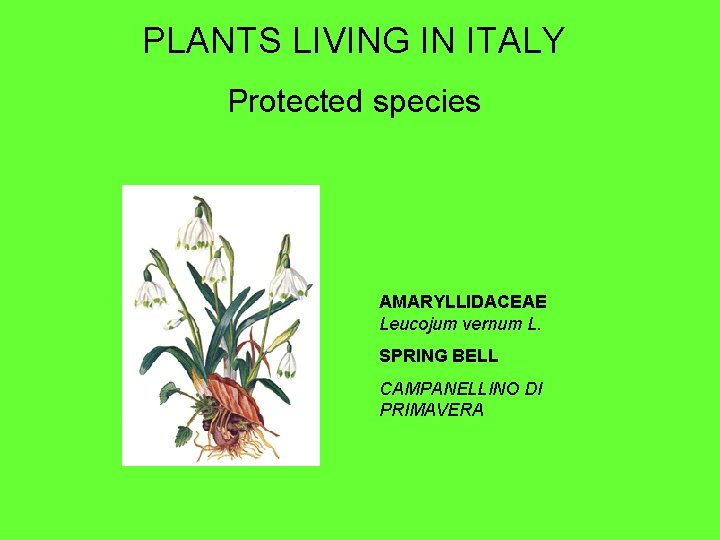 PLANTS LIVING IN ITALY Protected species AMARYLLIDACEAE Leucojum vernum L. SPRING BELL CAMPANELLINO DI