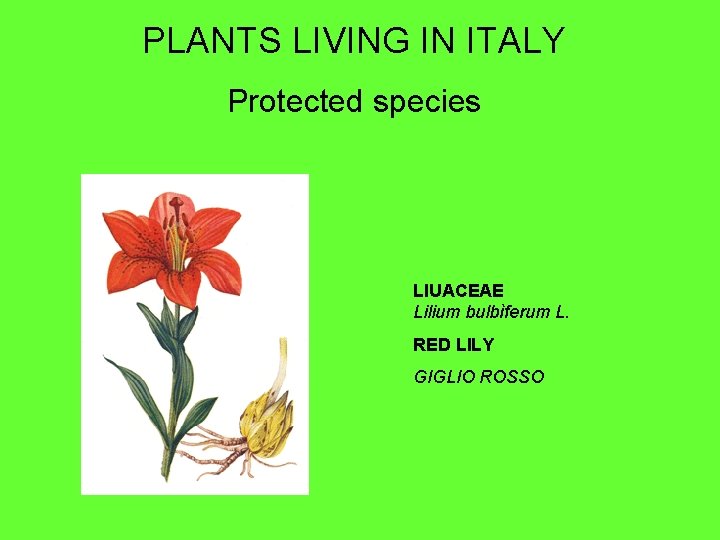 PLANTS LIVING IN ITALY Protected species LIUACEAE Lilium bulbìferum L. RED LILY GIGLIO ROSSO