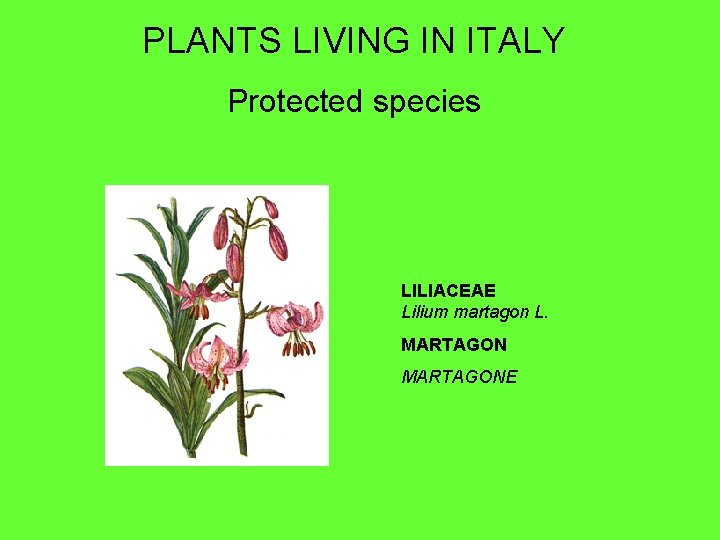 PLANTS LIVING IN ITALY Protected species LILIACEAE Lilium martagon L. MARTAGONE 