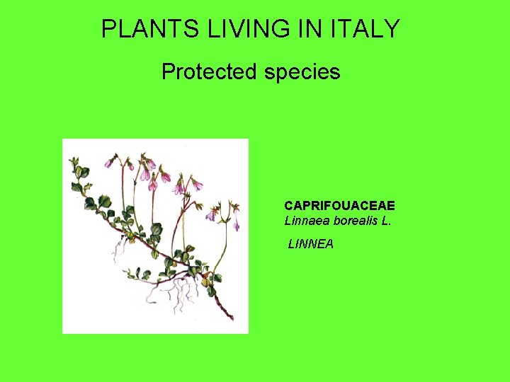 PLANTS LIVING IN ITALY Protected species CAPRIFOUACEAE Linnaea borealis L. LINNEA 