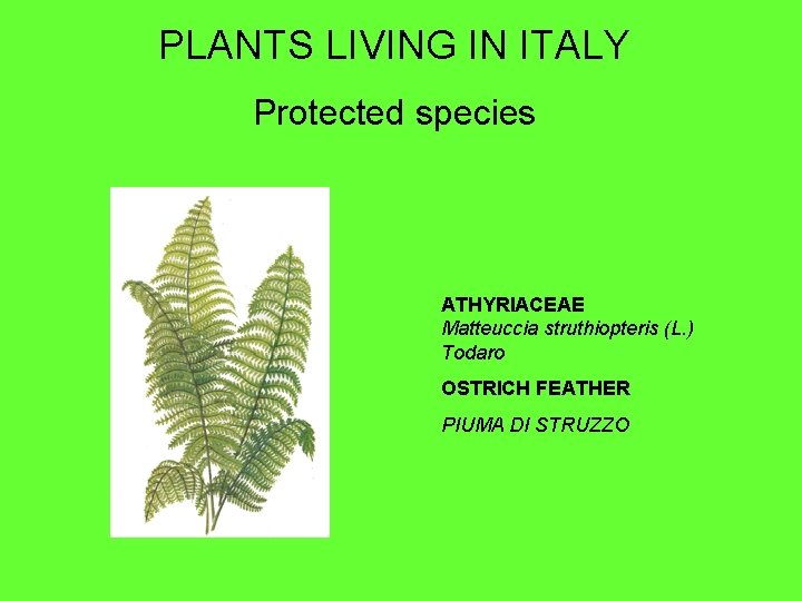 PLANTS LIVING IN ITALY Protected species ATHYRIACEAE Matteuccia struthiopteris (L. ) Todaro OSTRICH FEATHER