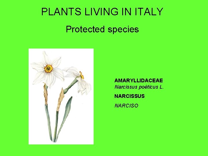 PLANTS LIVING IN ITALY Protected species AMARYLLIDACEAE Narcissus poèticus L. NARCISSUS NARCISO 