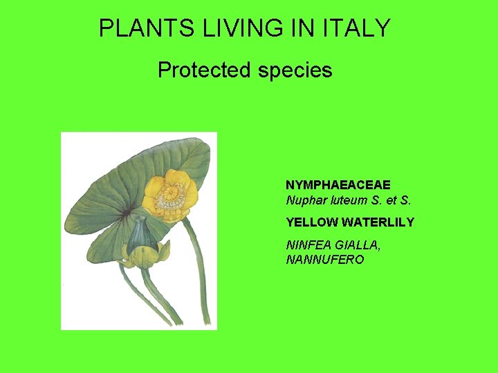 PLANTS LIVING IN ITALY Protected species NYMPHAEACEAE Nuphar luteum S. et S. YELLOW WATERLILY