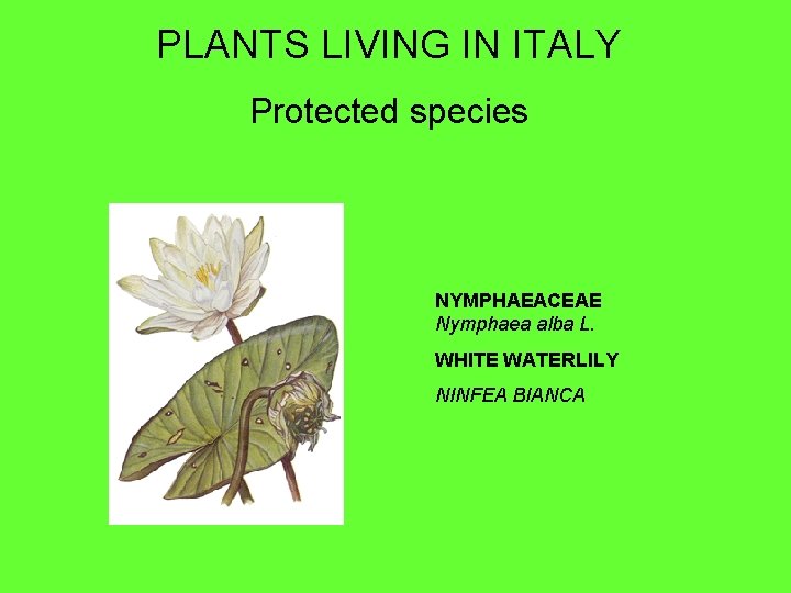 PLANTS LIVING IN ITALY Protected species NYMPHAEACEAE Nymphaea alba L. WHITE WATERLILY NINFEA BIANCA