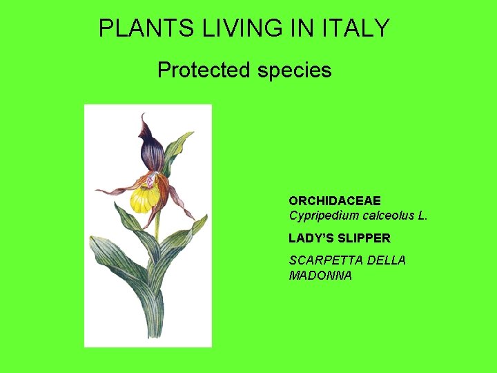 PLANTS LIVING IN ITALY Protected species ORCHIDACEAE Cypripedìum calceolus L. LADY’S SLIPPER SCARPETTA DELLA