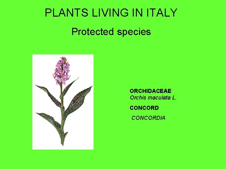 PLANTS LIVING IN ITALY Protected species ORCHIDACEAE Orchis maculata L. CONCORDIA 