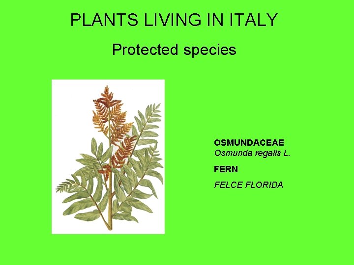 PLANTS LIVING IN ITALY Protected species OSMUNDACEAE Osmunda regalis L. FERN FELCE FLORIDA 