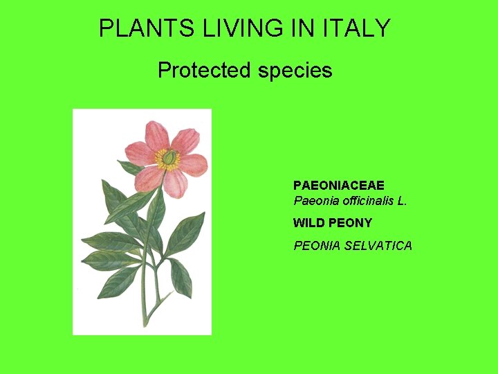 PLANTS LIVING IN ITALY Protected species PAEONIACEAE Paeonia officinalis L. WILD PEONY PEONIA SELVATICA