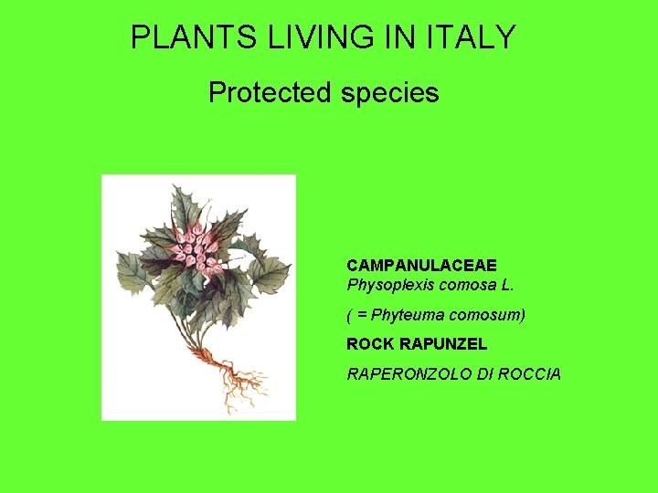 PLANTS LIVING IN ITALY Protected species CAMPANULACEAE Physoplexis comosa L. ( = Phyteuma comosum)