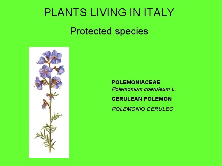 PLANTS LIVING IN ITALY Protected species POLEMONIACEAE Polemonium coeruleum L. CERULEAN POLEMONIO CERULEO 