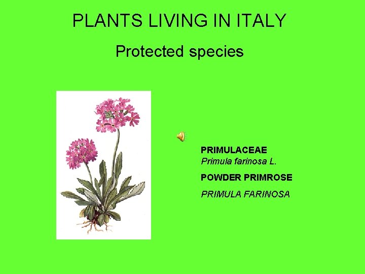 PLANTS LIVING IN ITALY Protected species PRIMULACEAE Primula farinosa L. POWDER PRIMROSE PRIMULA FARINOSA