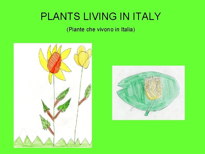 PLANTS LIVING IN ITALY (Piante che vivono in Italia) 