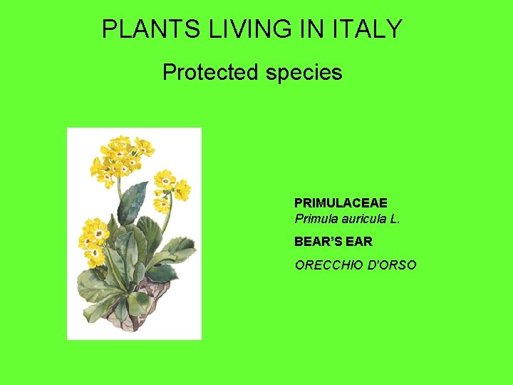 PLANTS LIVING IN ITALY Protected species PRIMULACEAE Primula auricula L. BEAR’S EAR ORECCHIO D'ORSO