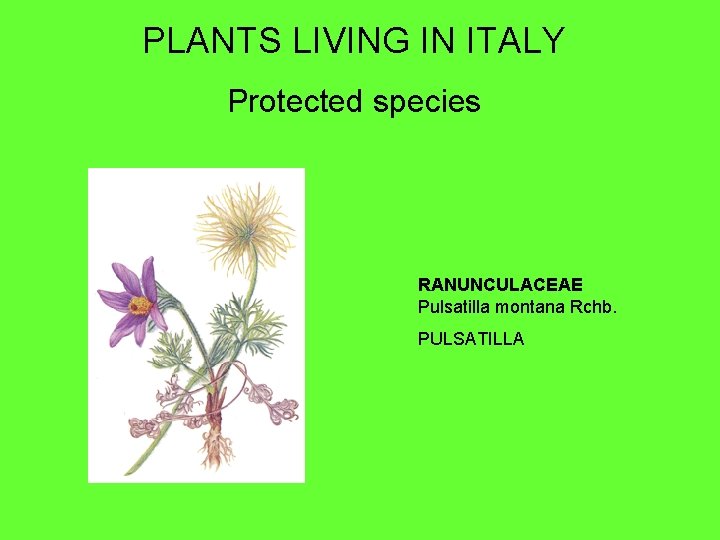 PLANTS LIVING IN ITALY Protected species RANUNCULACEAE Pulsatilla montana Rchb. PULSATILLA 