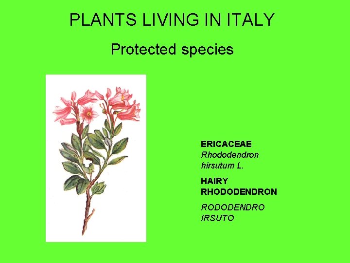 PLANTS LIVING IN ITALY Protected species ERICACEAE Rhododendron hirsutum L. HAIRY RHODODENDRON RODODENDRO IRSUTO