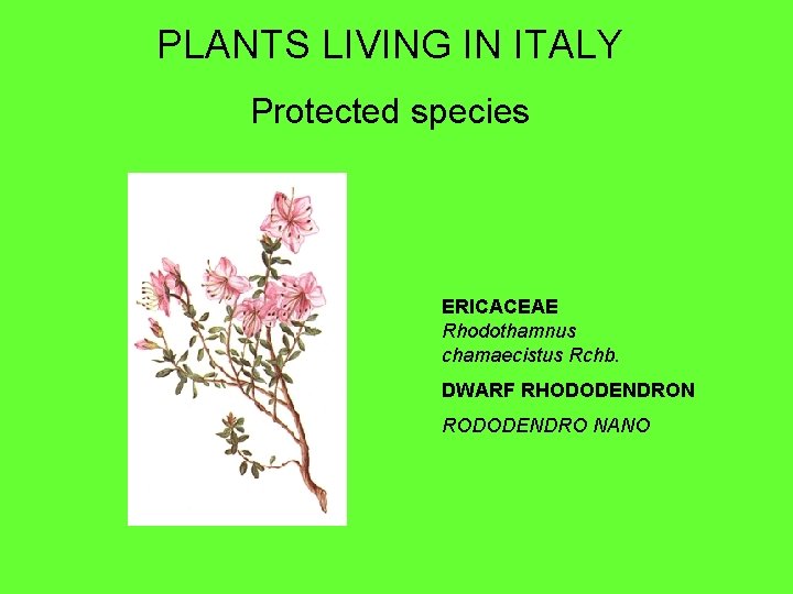 PLANTS LIVING IN ITALY Protected species ERICACEAE Rhodothamnus chamaecistus Rchb. DWARF RHODODENDRON RODODENDRO NANO