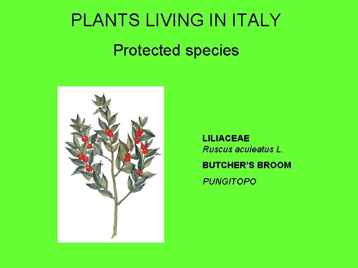 PLANTS LIVING IN ITALY Protected species LILIACEAE Ruscus acuìeatus L. BUTCHER’S BROOM PUNGITOPO 