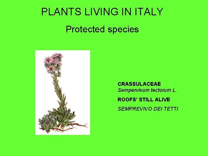 PLANTS LIVING IN ITALY Protected species CRASSULACEAE Sempervivum tectorum L. ROOFS’ STILL ALIVE SEMPREVIVO
