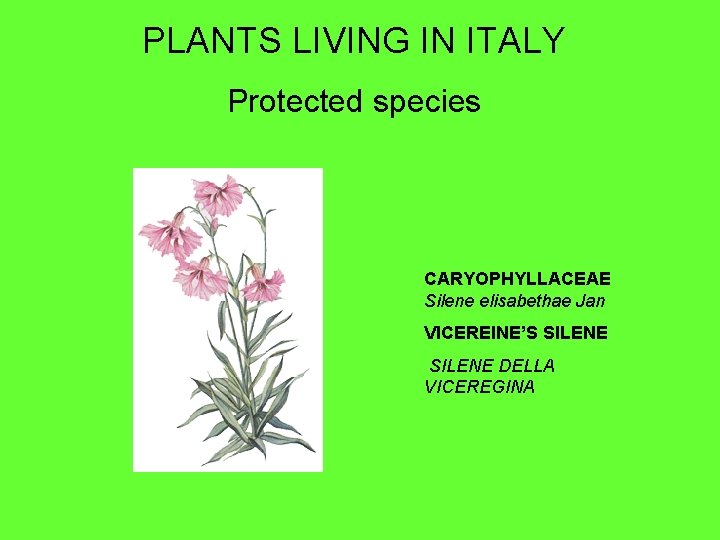 PLANTS LIVING IN ITALY Protected species CARYOPHYLLACEAE Silene elisabethae Jan VICEREINE’S SILENE DELLA VICEREGINA