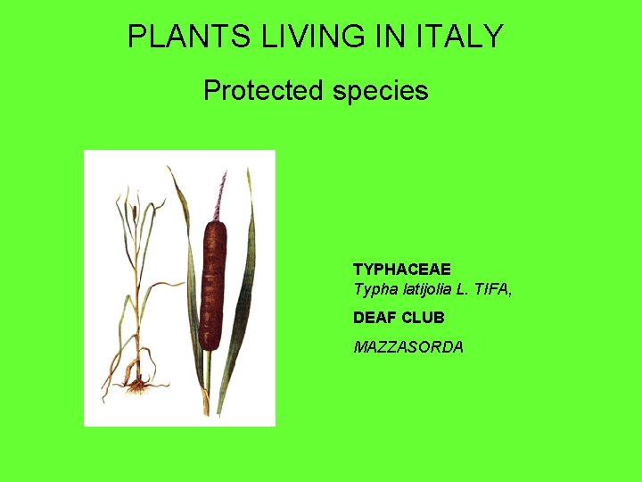 PLANTS LIVING IN ITALY Protected species TYPHACEAE Typha latijolia L. TIFA, DEAF CLUB MAZZASORDA