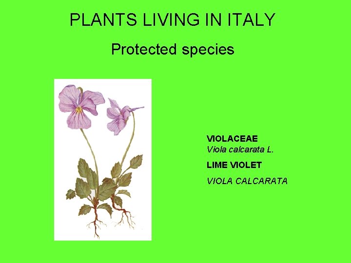 PLANTS LIVING IN ITALY Protected species VIOLACEAE Viola calcarata L. LIME VIOLET VIOLA CALCARATA