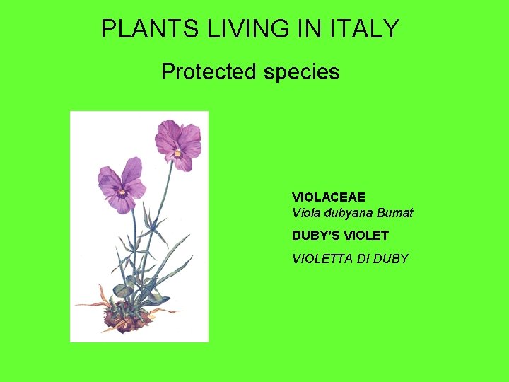 PLANTS LIVING IN ITALY Protected species VIOLACEAE Viola dubyana Bumat DUBY’S VIOLETTA DI DUBY