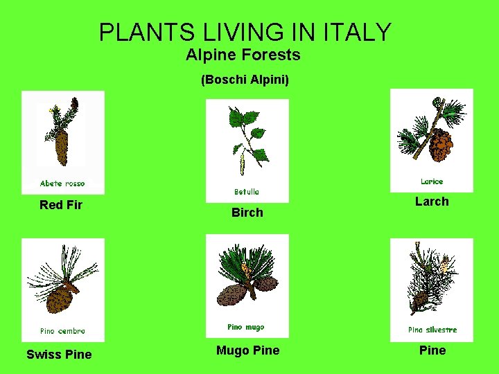 PLANTS LIVING IN ITALY Alpine Forests (Boschi Alpini) Red Fir Swiss Pine Birch Mugo