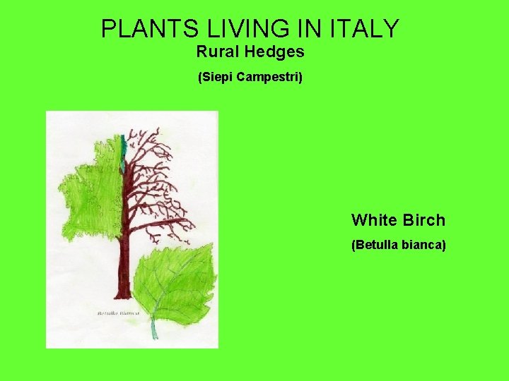 PLANTS LIVING IN ITALY Rural Hedges (Siepi Campestri) White Birch (Betulla bianca) 