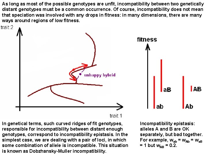 As long as most of the possible genotypes are unfit, incompatibility between two genetically