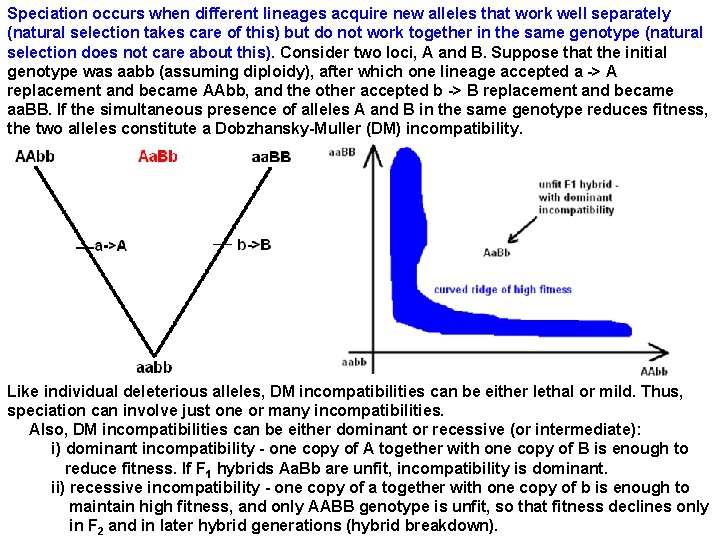 Speciation occurs when different lineages acquire new alleles that work well separately (natural selection