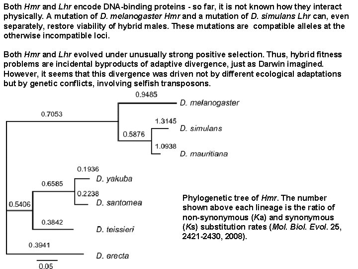 Both Hmr and Lhr encode DNA-binding proteins - so far, it is not known