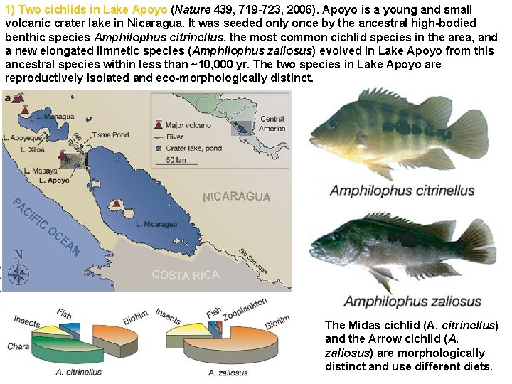 1) Two cichlids in Lake Apoyo (Nature 439, 719 -723, 2006). Apoyo is a