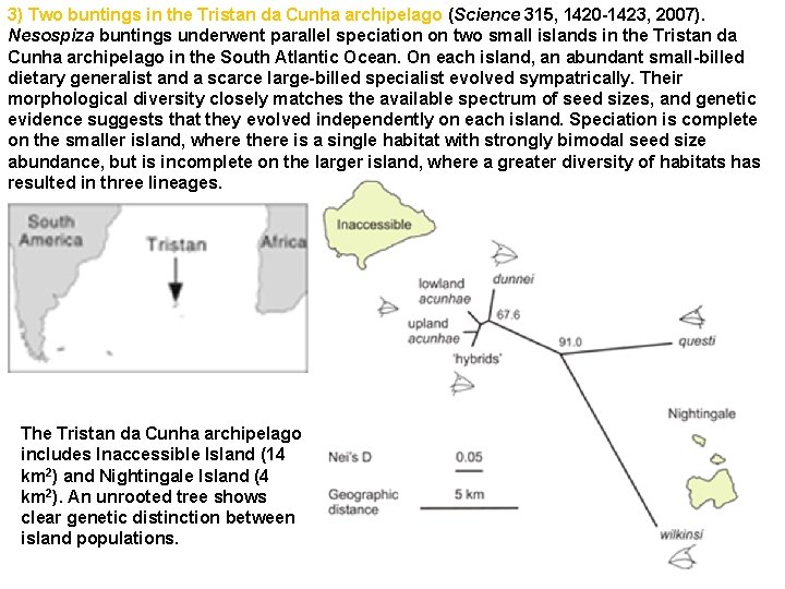 3) Two buntings in the Tristan da Cunha archipelago (Science 315, 1420 -1423, 2007).