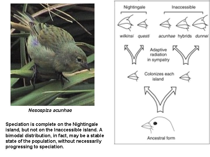 Nesospiza acunhae Speciation is complete on the Nightingale island, but not on the Inaccessible