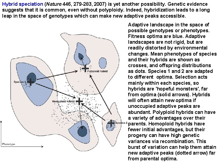 Hybrid speciation (Nature 446, 279 -283, 2007) is yet another possibility. Genetic evidence suggests