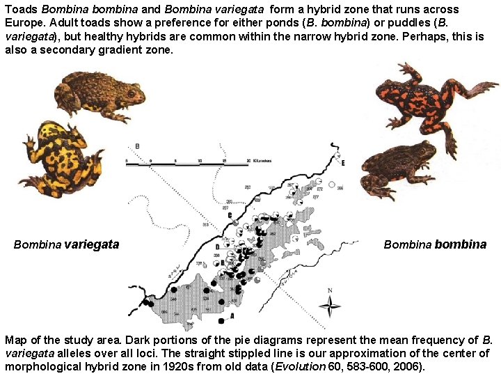 Toads Bombina bombina and Bombina variegata form a hybrid zone that runs across Europe.