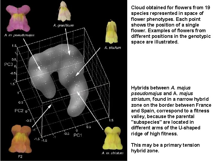 Cloud obtained for flowers from 19 species represented in space of flower phenotypes. Each
