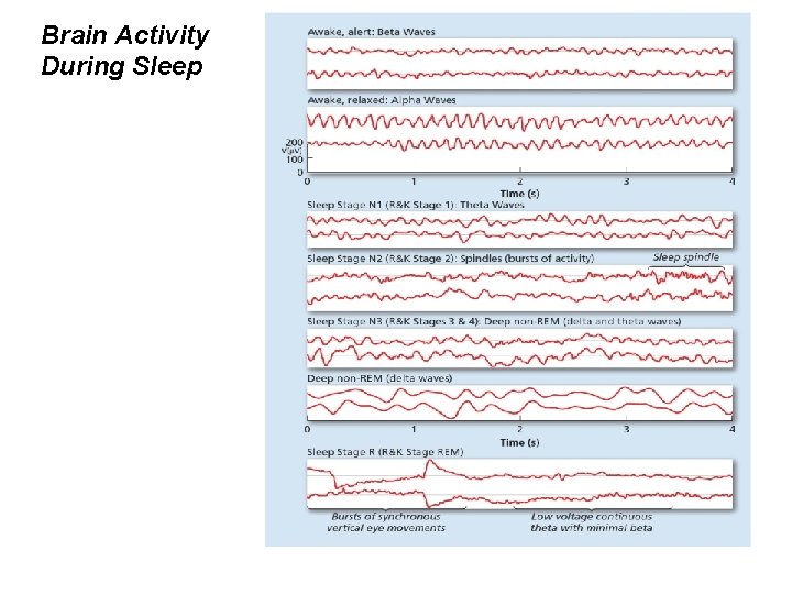 Brain Activity During Sleep 