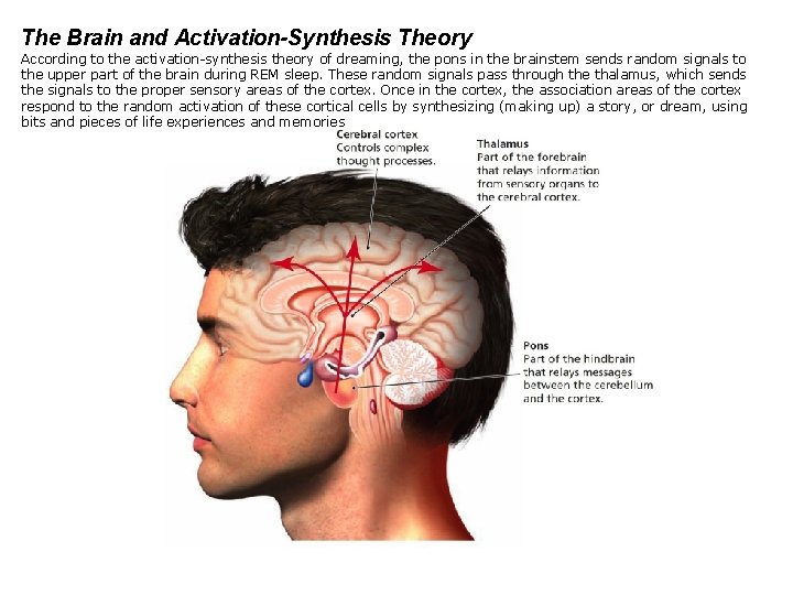 The Brain and Activation-Synthesis Theory According to the activation-synthesis theory of dreaming, the pons
