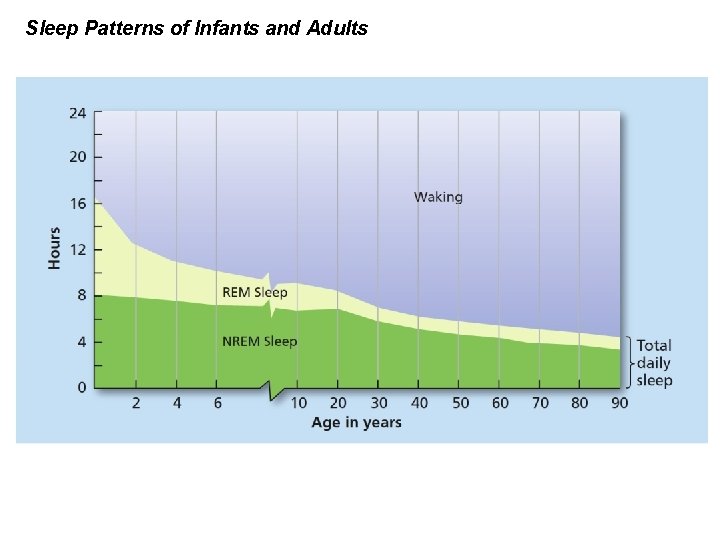 Sleep Patterns of Infants and Adults 
