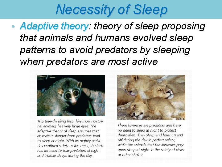 Necessity of Sleep • Adaptive theory: theory of sleep proposing Adaptive theory that animals