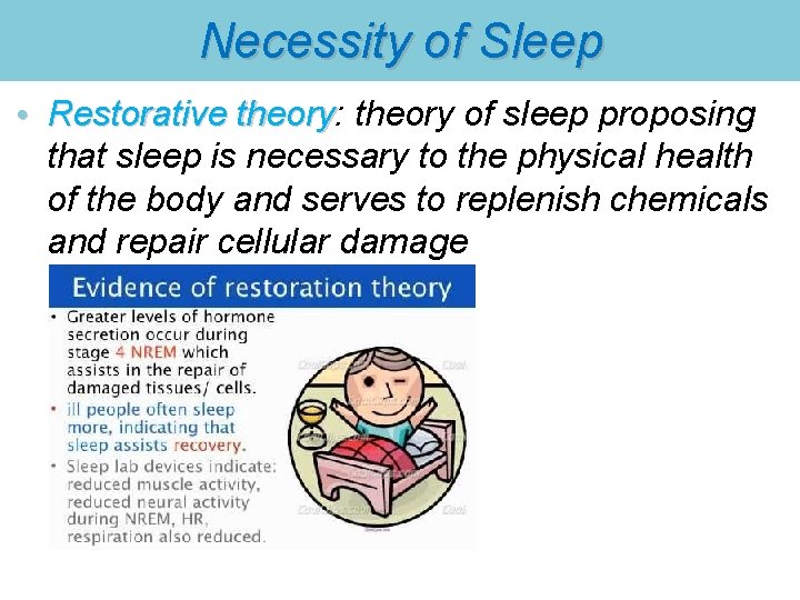 Necessity of Sleep • Restorative theory: theory of sleep proposing Restorative theory that sleep